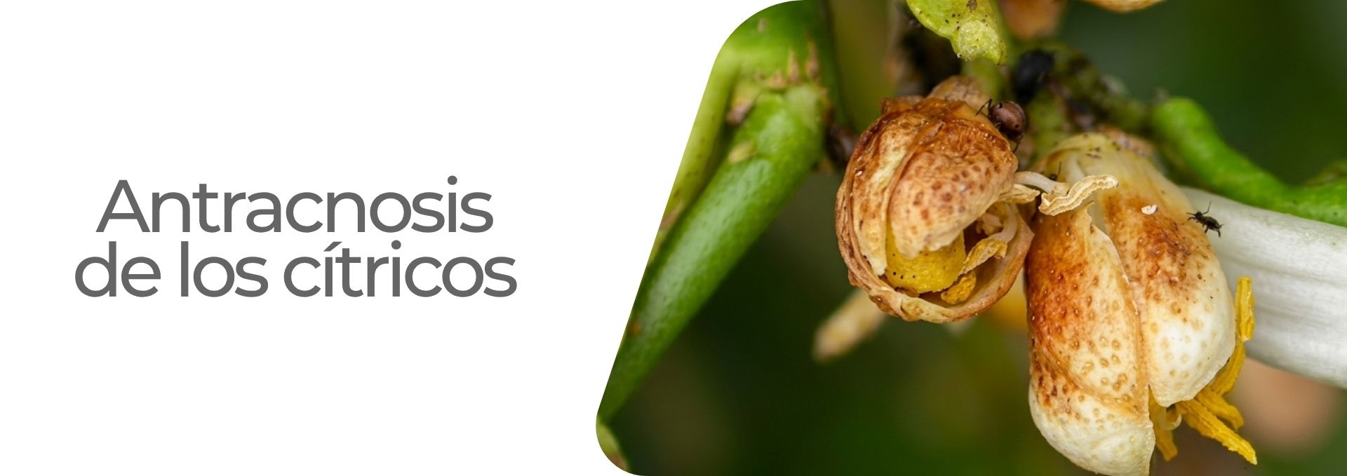 Antracnosis de los cítricos