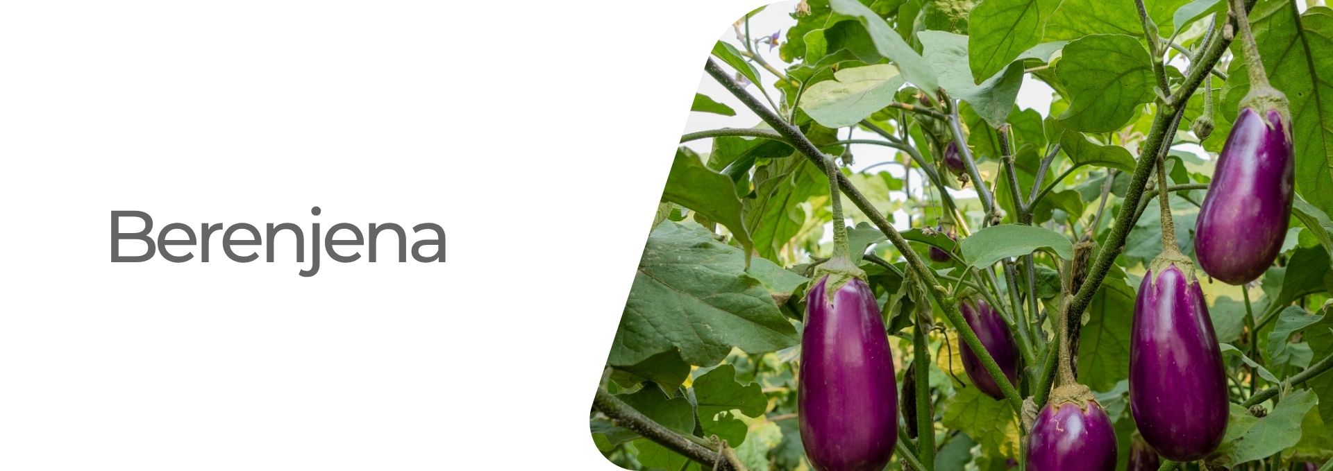 Cultivos: Arroz