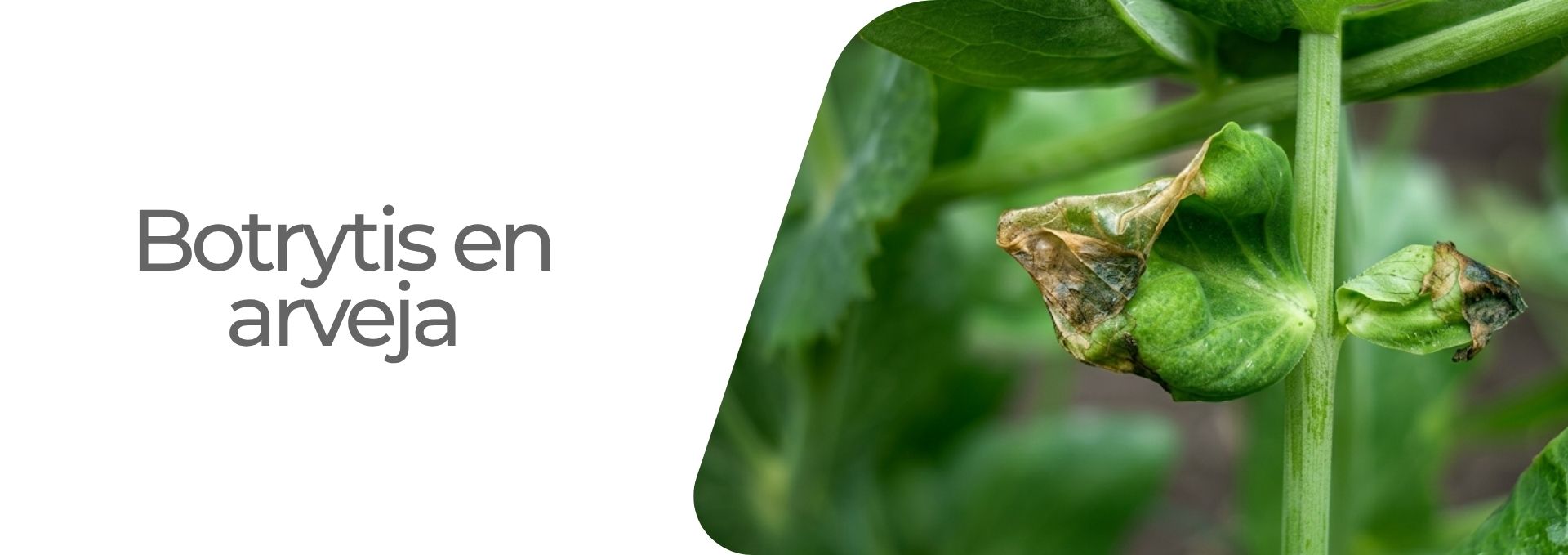 Efermedad: Botrytis en arveja