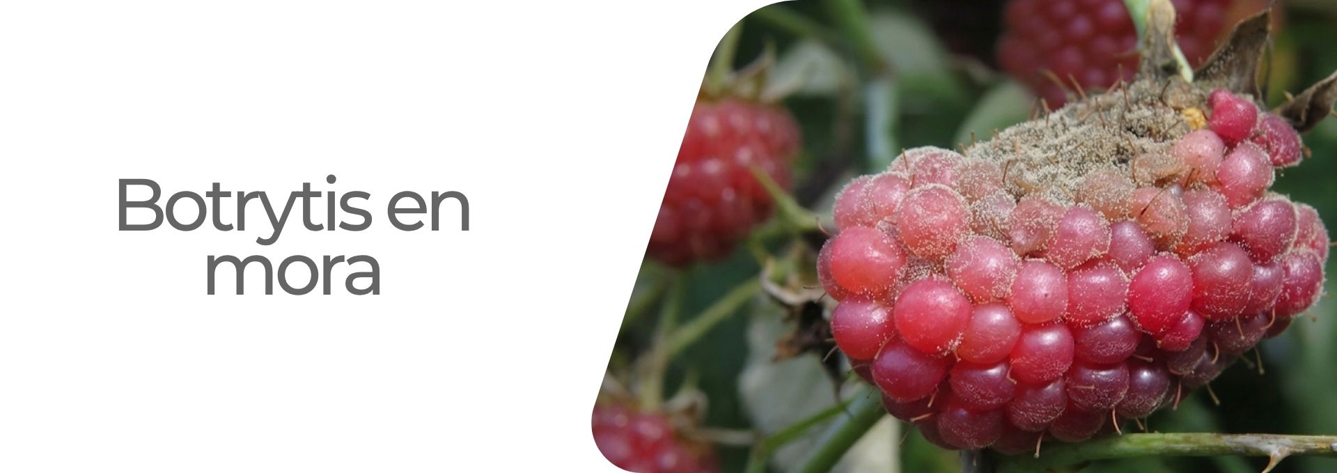 Enfermedad: Botrytis en lulo