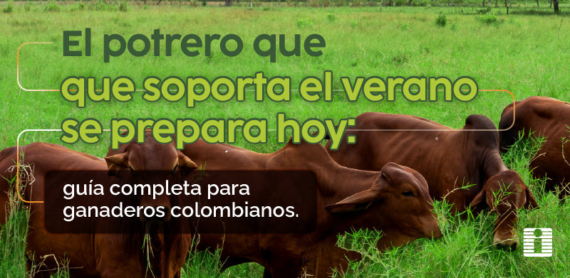 El potrero que soporta el verano se prepara hoy: guía completa para ganaderos colombianos