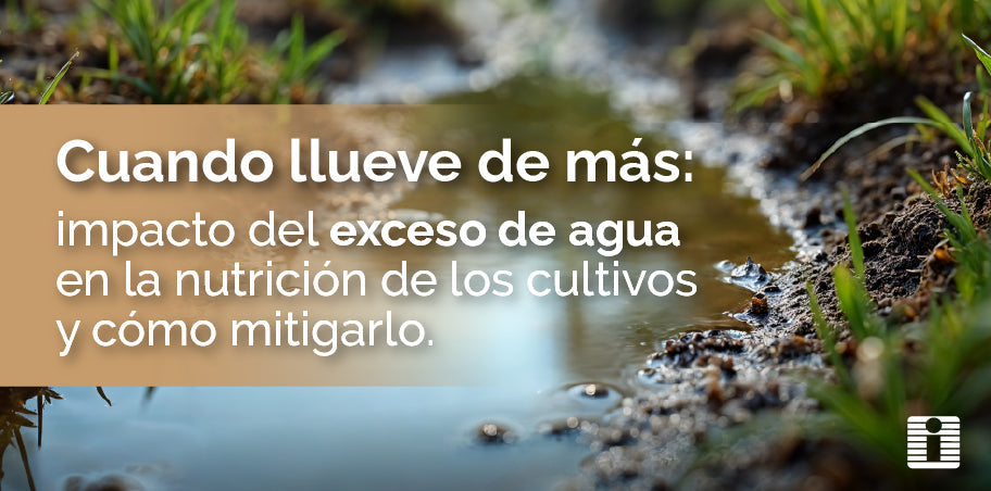 Cuando llueve de más: impacto del exceso de lluvias en la nutrición de los cultivos en Colombia