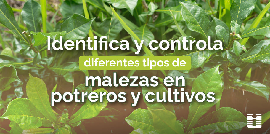 Identifica y controla diferentes tipos de malezas en potreros y cultivos