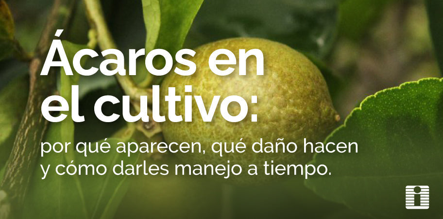 Ácaros en el cultivo: por qué aparecen, qué daño hacen y cómo darles manejo a tiempo