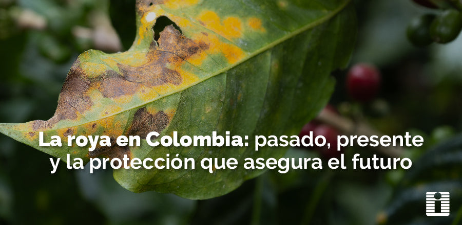 La roya en Colombia: pasado, presente y la protección que asegura el futuro