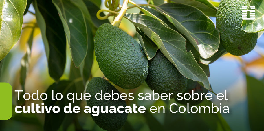 Todo lo que debes saber sobre el cultivo de aguacate en Colombia