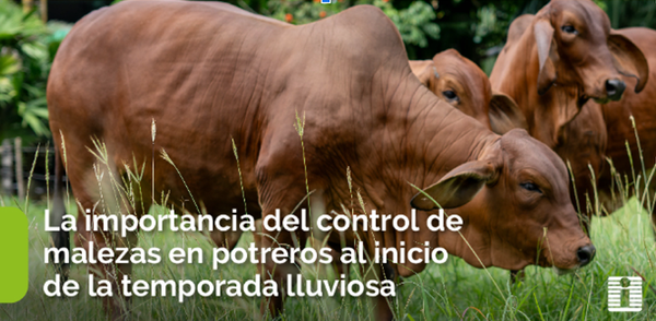 La importancia del control de malezas en potreros al inicio de la temporada lluviosa El desafío de las malezas en potreros colombianos