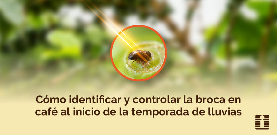 Cómo identificar y controlar la broca en café al inicio de la temporada de lluvias