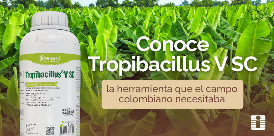 Conoce Tropibacillus V SC, la herramienta que el campo colombiano necesita