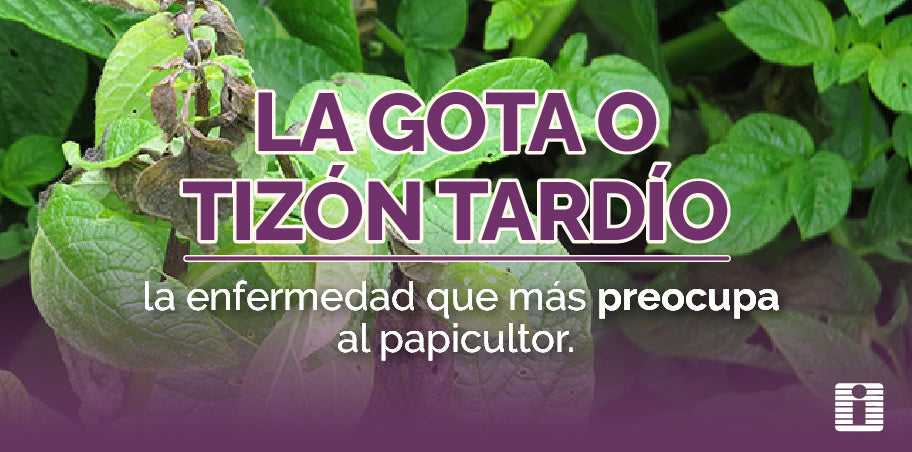 Lo que todo papicultor colombiano debe saber sobre plagas y enfermedades en su cultivo
