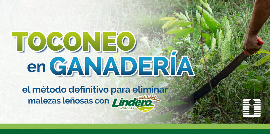 Toconeo en ganadería: el método definitivo para eliminar malezas leñosas (arbustivas) con Lindero 200 EC