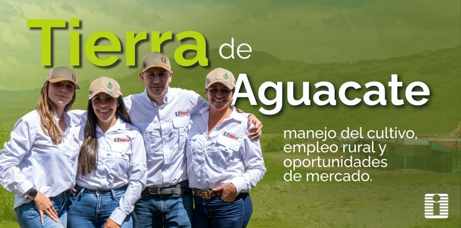 Tierra de aguacate: manejo del cultivo, empleo rural y oportunidades de mercado