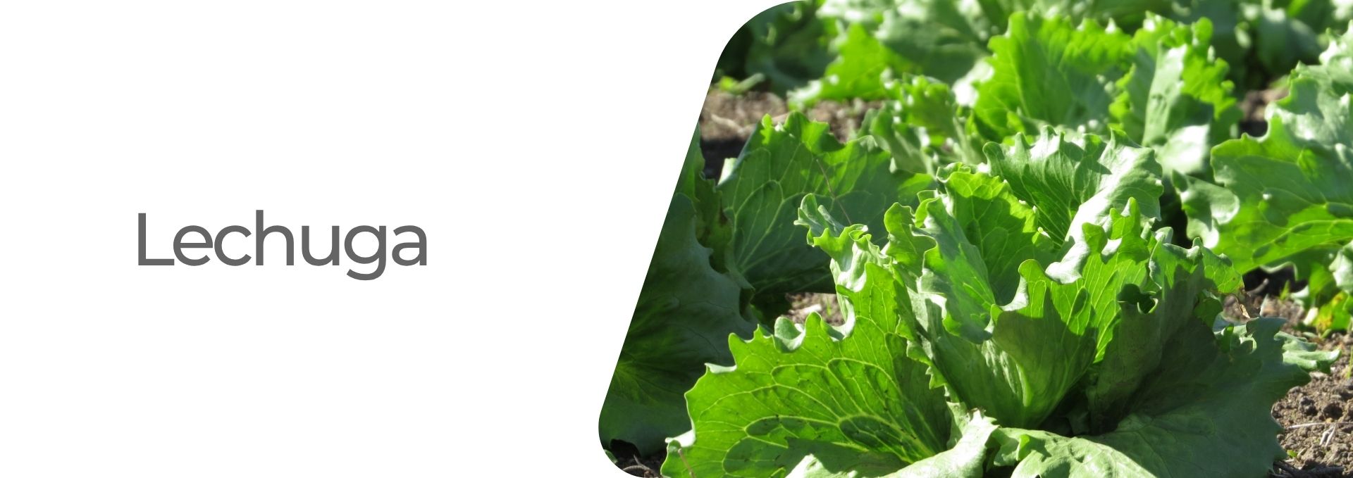 Cultivos: Lechuga