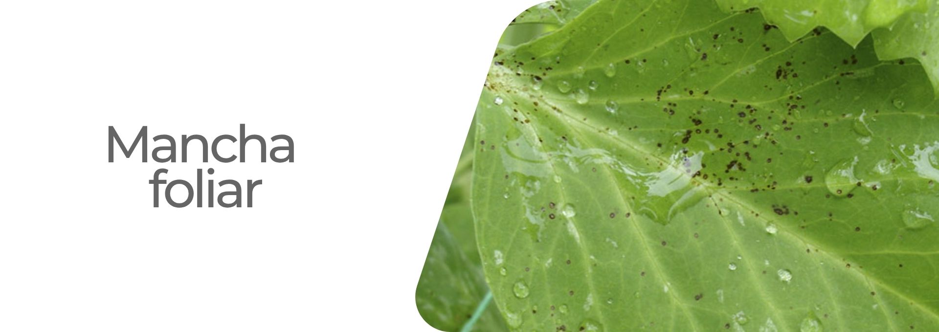 Enfermedad: Mancha foliar