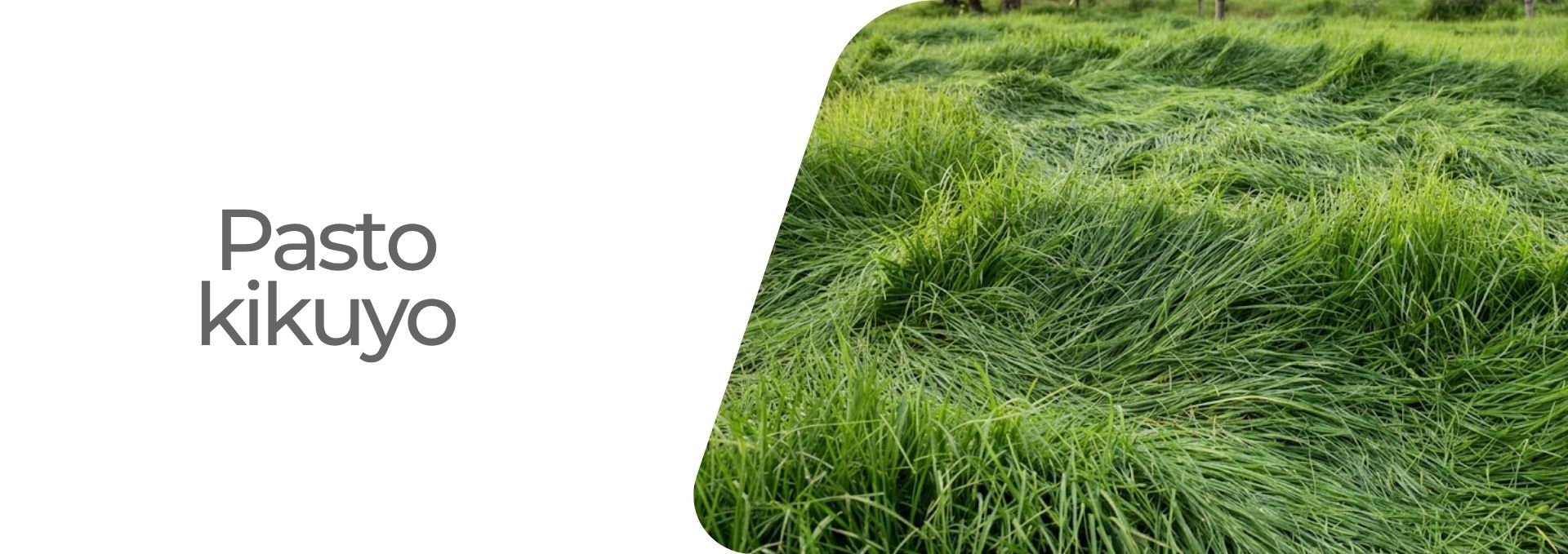 Pasto kiyuyo