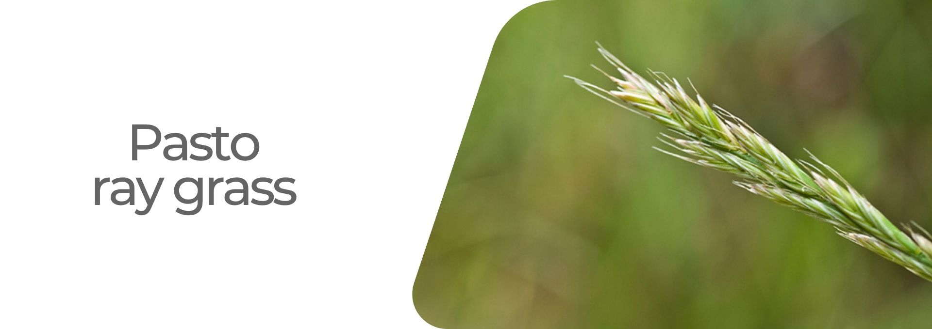 Pasto ray grass