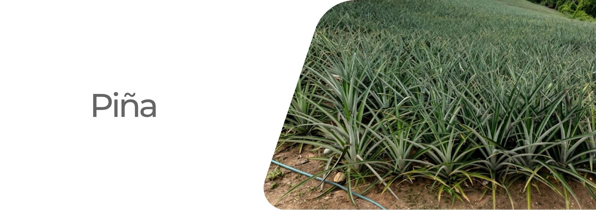 Piña