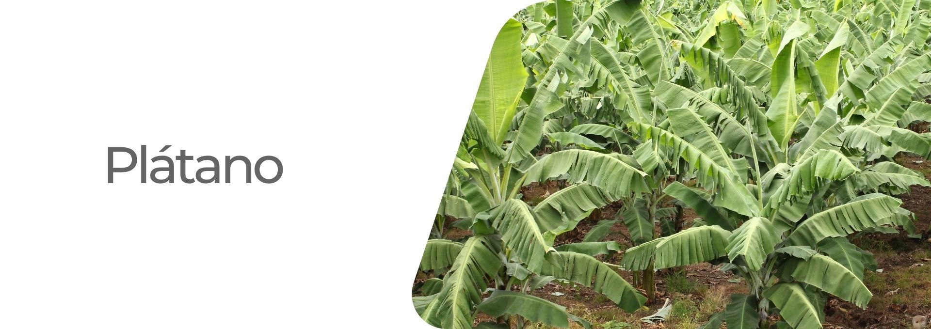 Plátano