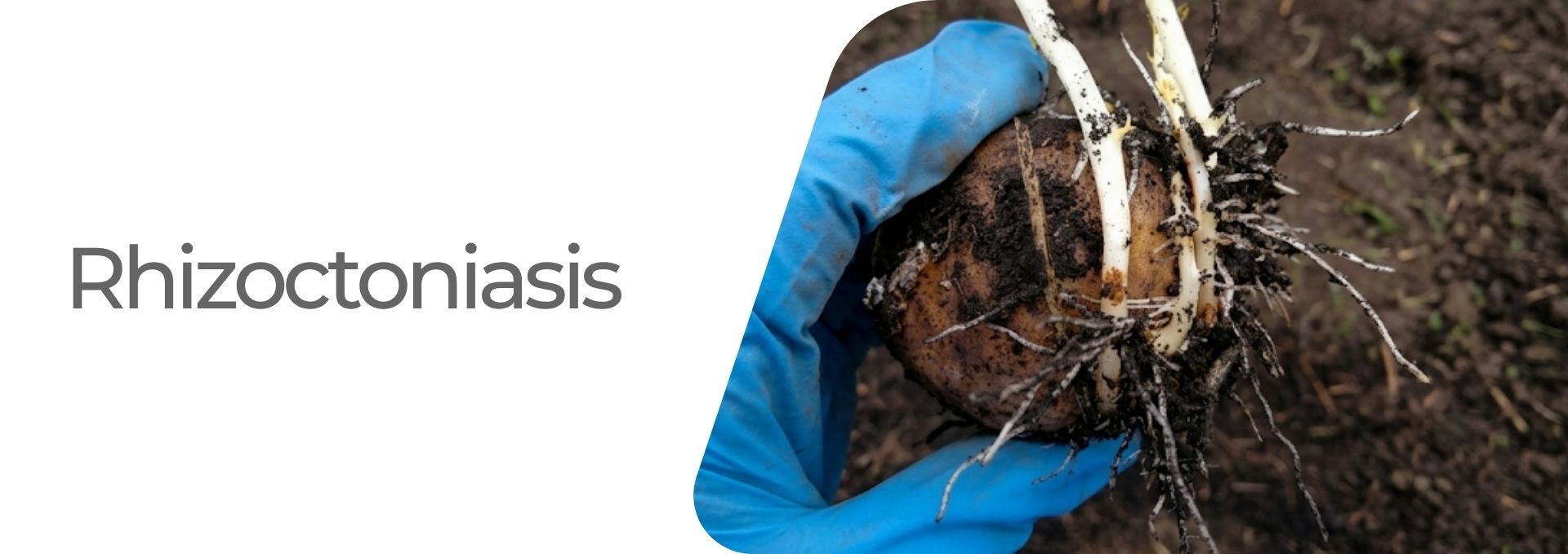 Rhizoctoniasis