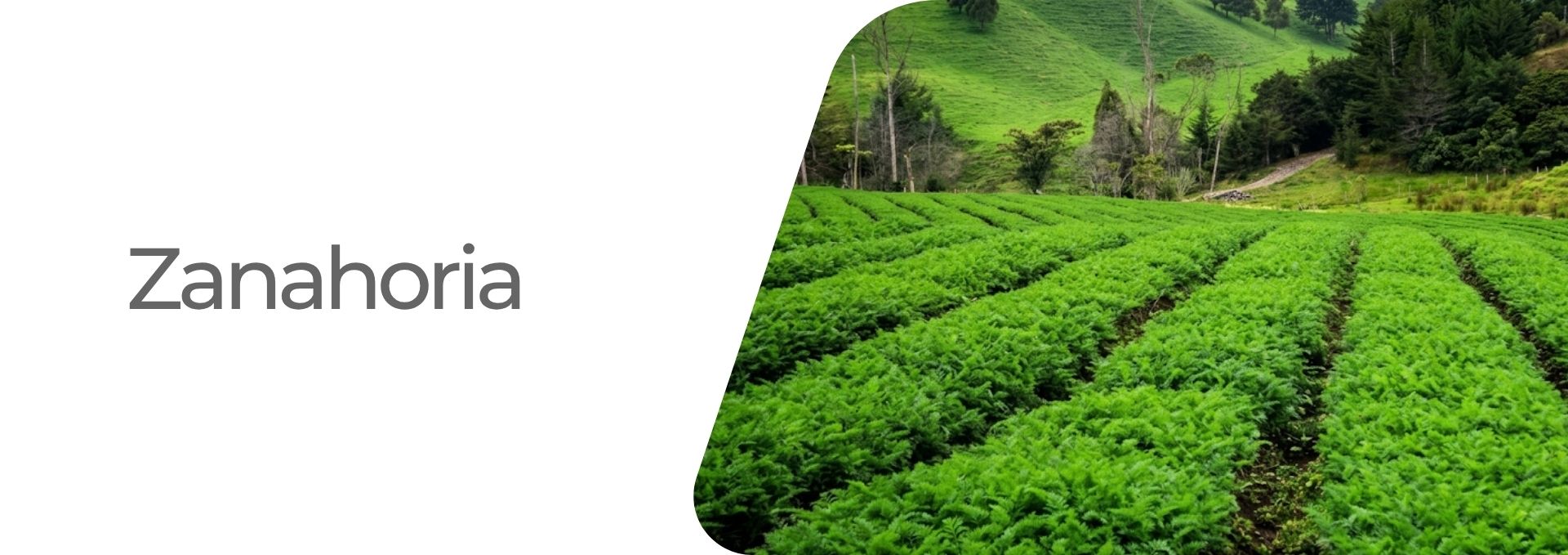 Cultivos:  Uva