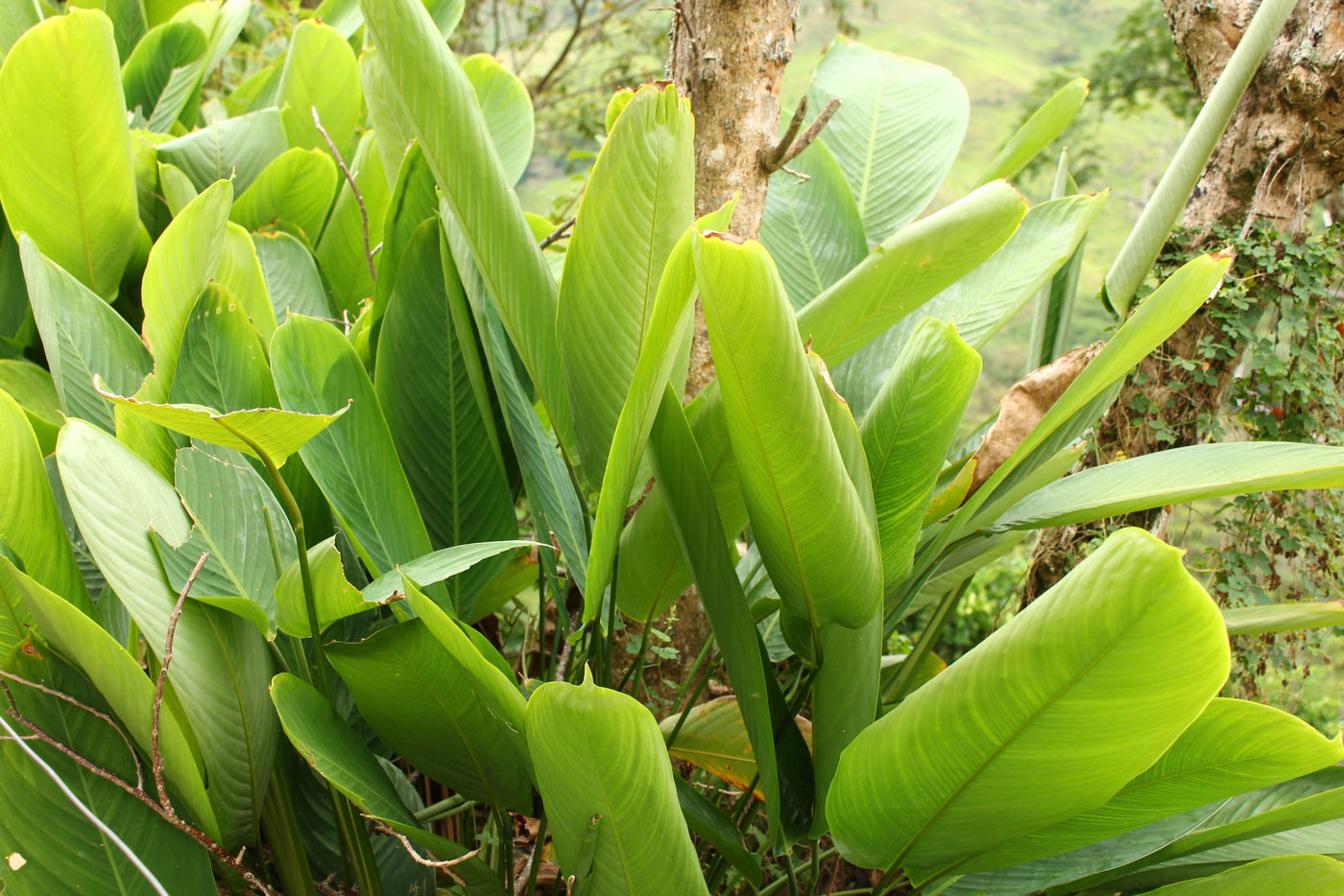 Maleza: Bijao