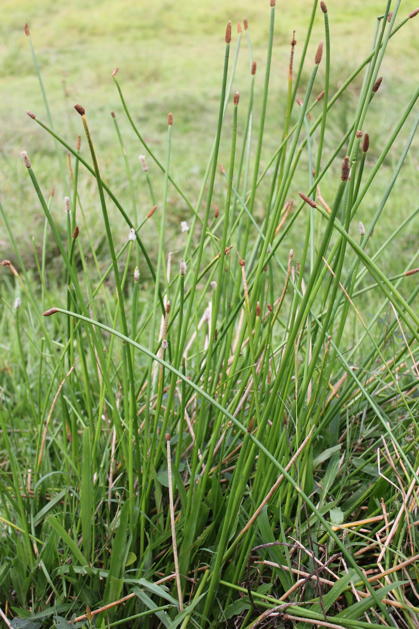 Maleza: Junco