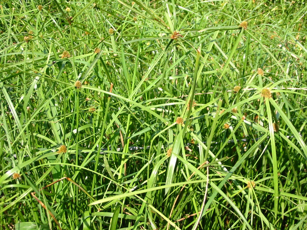 Maleza Kyllinga