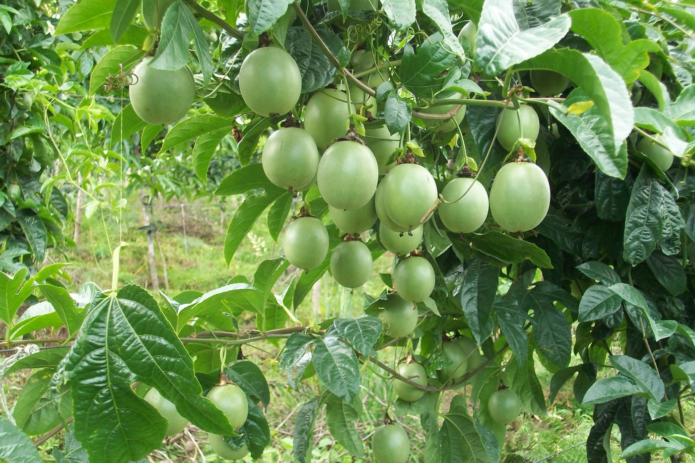 Cultivos: Gulupa