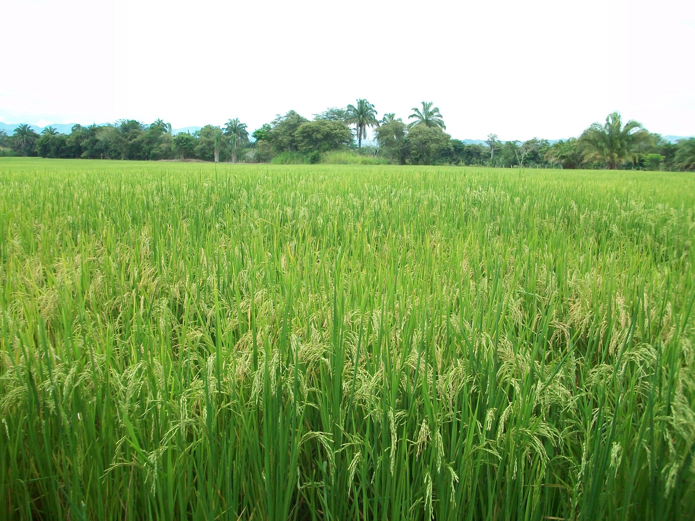Cultivos: Arroz