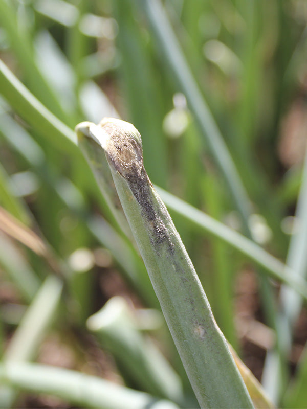 Efermedad: Botrytis en cebolla