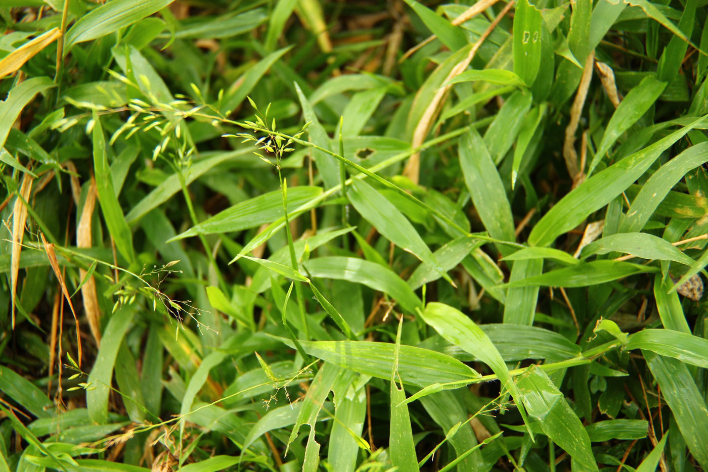 Maleza: Guerrillera