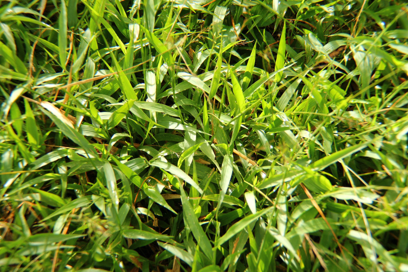 Maleza: Guerrillera