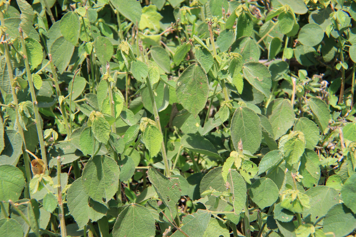 Maleza: Algodoncillo