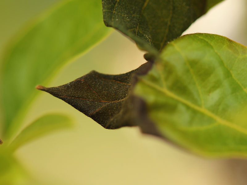 Efermedad: Antracnosis en aguacate