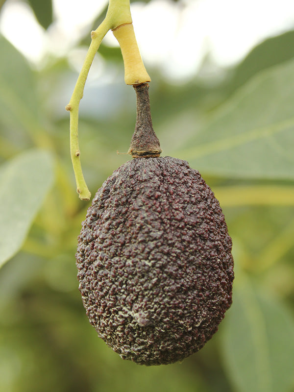 Efermedad: Antracnosis en aguacate