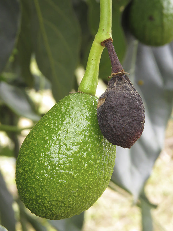 Efermedad: Antracnosis en aguacate
