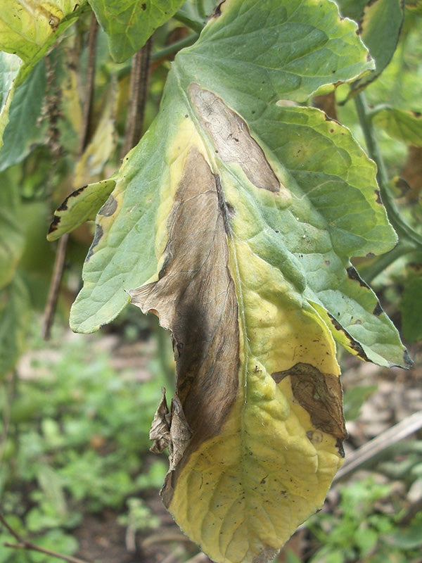 Enfermedad: Alternaria