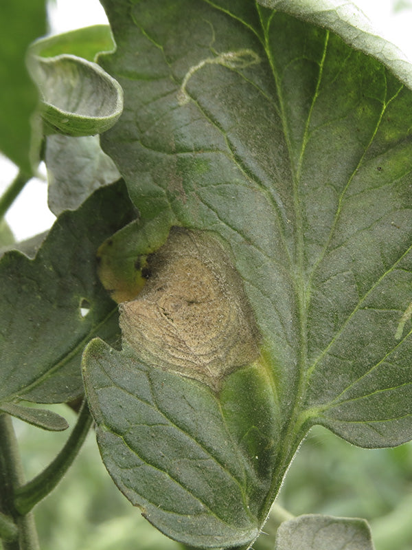 Enfermedad: Alternaria