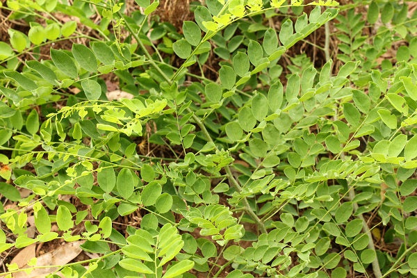 Maleza: Bálsamo chaparro