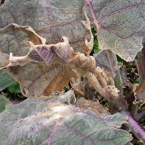 Enfermedad: Botrytis en lulo