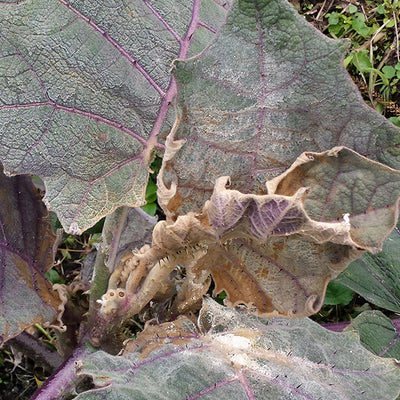 Enfermedad: Botrytis en lulo