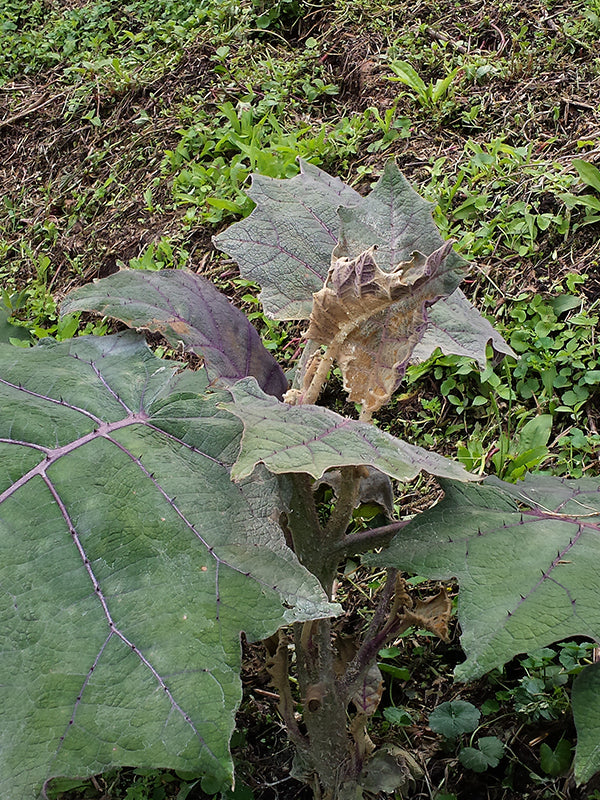 Enfermedad: Botrytis en lulo