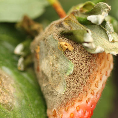 Botrytis