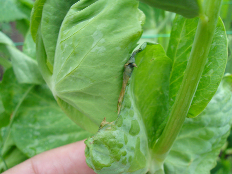 Enfermedad: Botrytis en arveja
