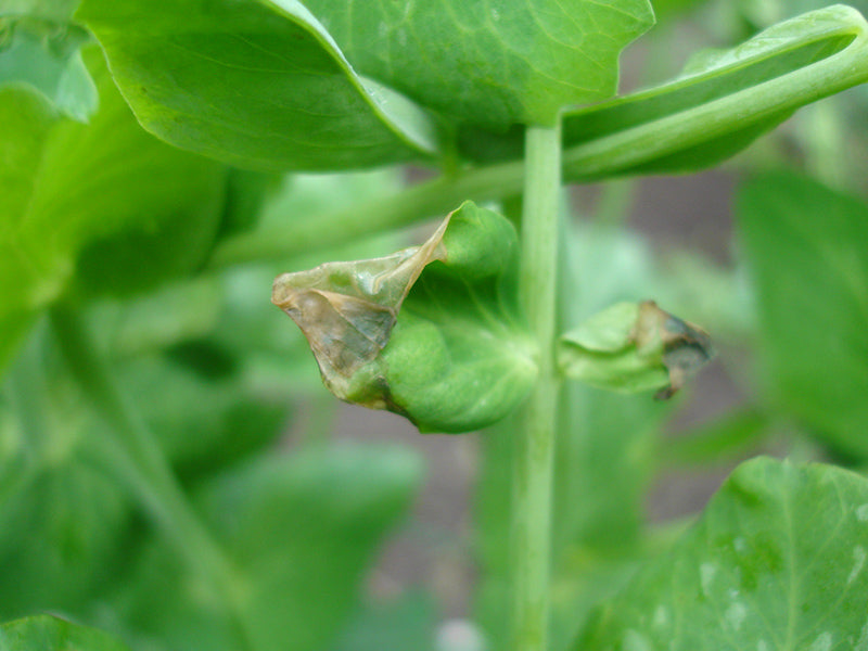 Enfermedad: Botrytis en arveja