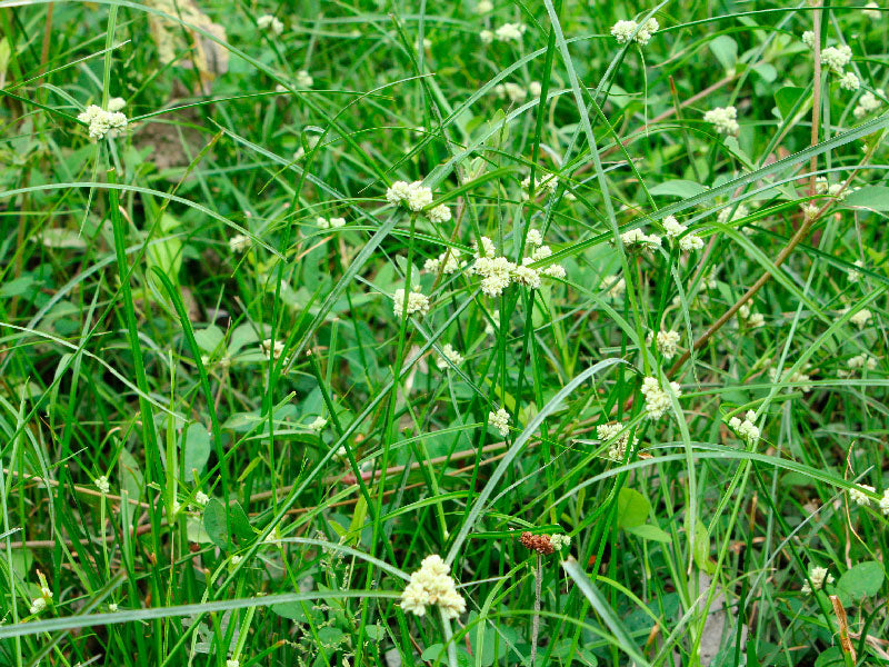 Maleza: Cordoncillo