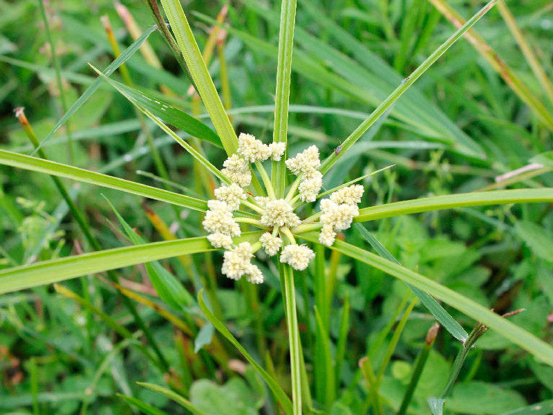 Maleza: Cabezoncillo