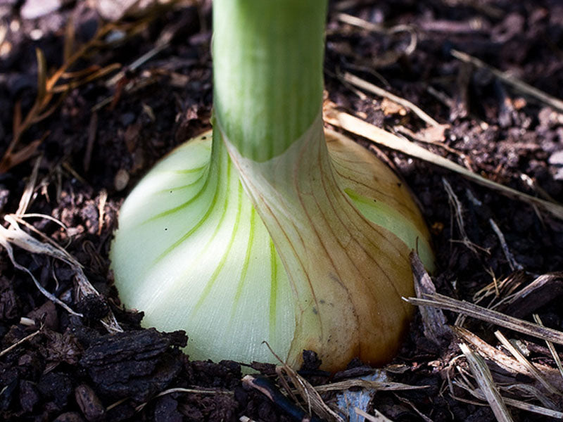 Cultivos: Cebolla