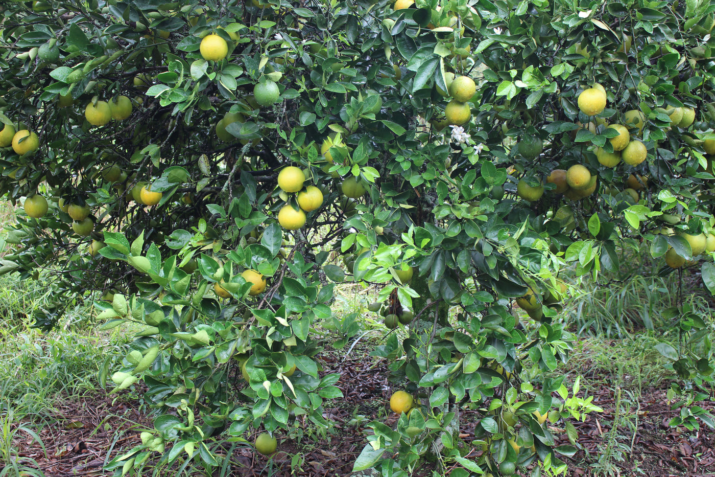 Cultivos: Naranja