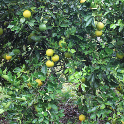 Naranja